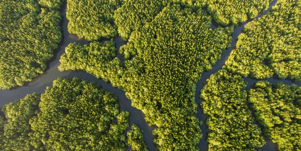 Waldlandschaft durchzogen von einem Flusssystem